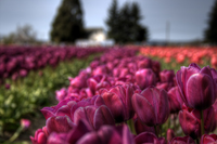 Tulip_field_ii