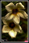 Flower-1