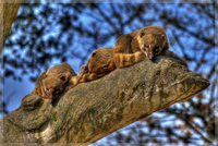 Coatis_1000