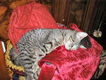 Gatto-che-riposa