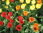 Tulipani
