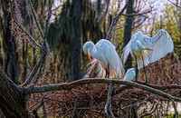 Preening