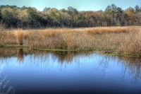 Alligators