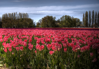 Tulip_fileds_ii