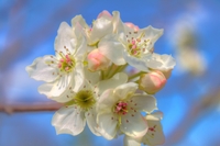 Spring_is_coming_14