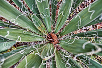 Yucca