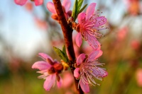 Blossoms_5_3