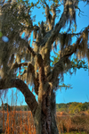 Caw_caw_great_tree_of_hanging_moss