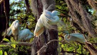 Flirting-with-feathers