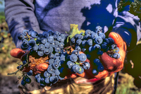 The-harvest