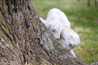 Kids-under-the-oak-tree