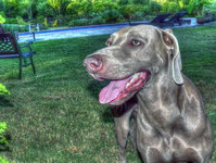 Rocco