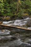 Forest-creek