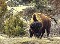 Old-man-buffalo