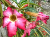 Flower-up