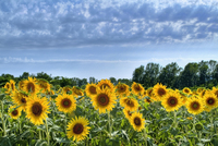 Sunflowers-