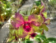 Alien-flower