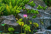Magenta-flower-the-special-one