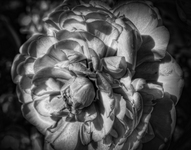 Black-and-white-study-blooms