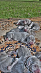 Cachorros-de-weimaraner