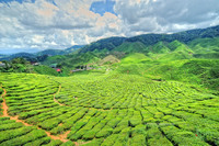 Bharat-tea-plantation