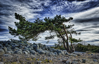 The-windswept-coast