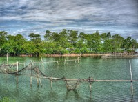 Mangroves