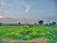 Fields