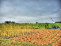 Tobacco