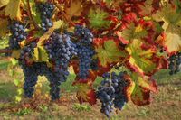 The-last-grapes-of-september-
