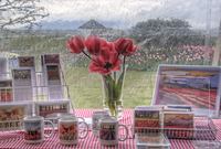 Tulip-festival-2-11