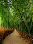Bamboo-trail