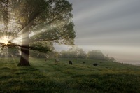 Grazing-in-the-buttercups