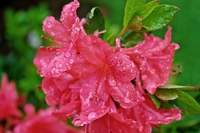 Standing-in-the-rain