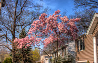Magnolia-tree