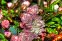 Spring-is-here-