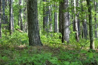 Forest-floor