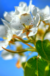 Apple-blossom