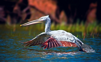 Pelican