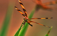Dragonfly-ultra-1-hdr