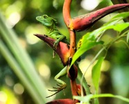 Lizard-in-costa-rica