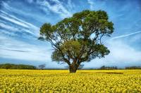 Lone-tree