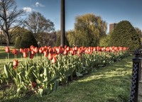 Spring-blooms-in-boston