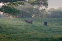 Morning-mist