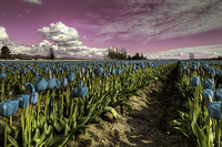 The-blulip-festival