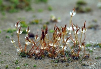 Bryophyte-forrest-in-the-rain