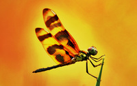 Dragonfly-ultra-2-hdr
