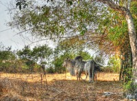Cow
