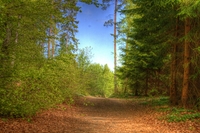 Spring-2-11