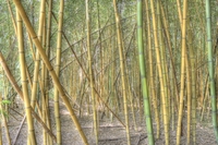 Bamboo-forest